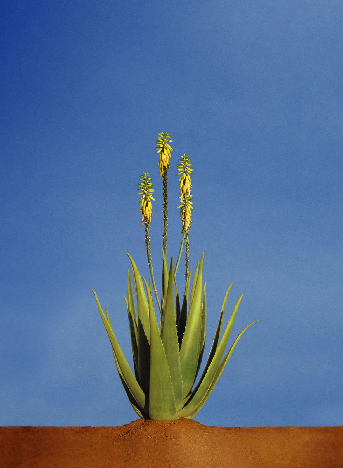 Aloe Barbadensis (Aloe Vera) Leaf Juice
